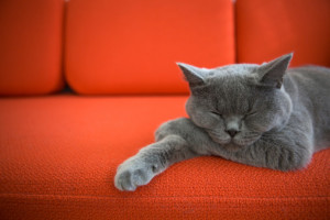 Cat lying on couch