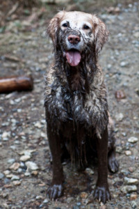 muddy dog