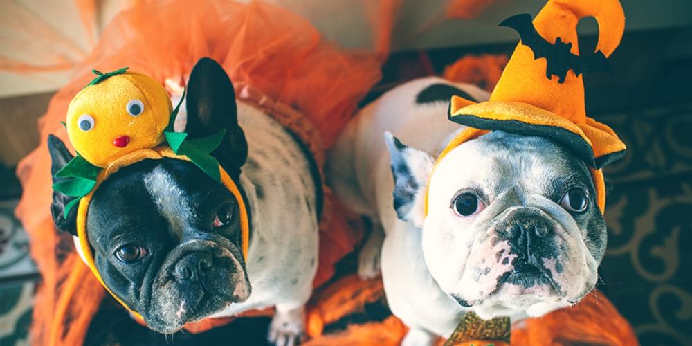 Halloween Tips