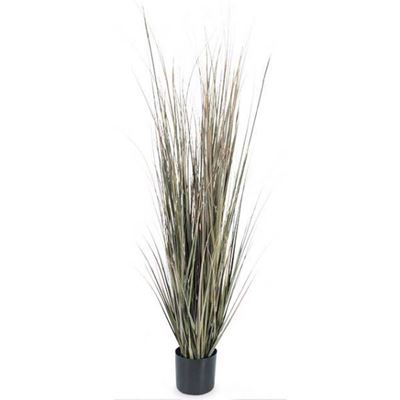 Picture of 5' Fall Onion Grass