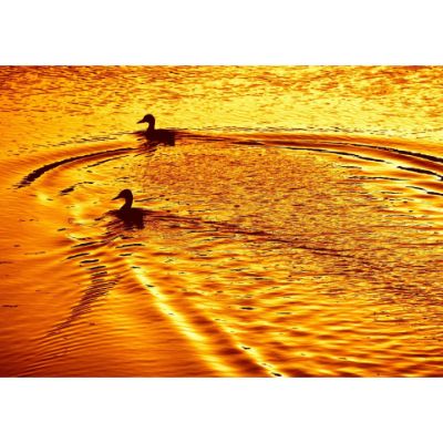 Picture of Ducks At Sunset 24x16 *D