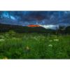 Picture of Wildflowers Mountain Majesty *D