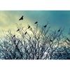 Picture of Taking Flight 24x16 *D