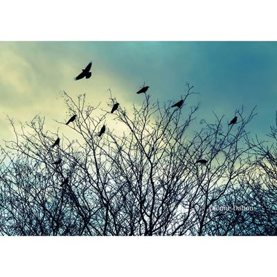 Picture of Taking Flight 24x16 *D