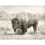Picture of Buffalo Wall Decor