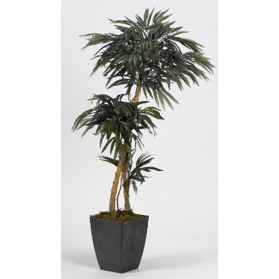 Picture of 2 Branch Weeping Fiscus Tree