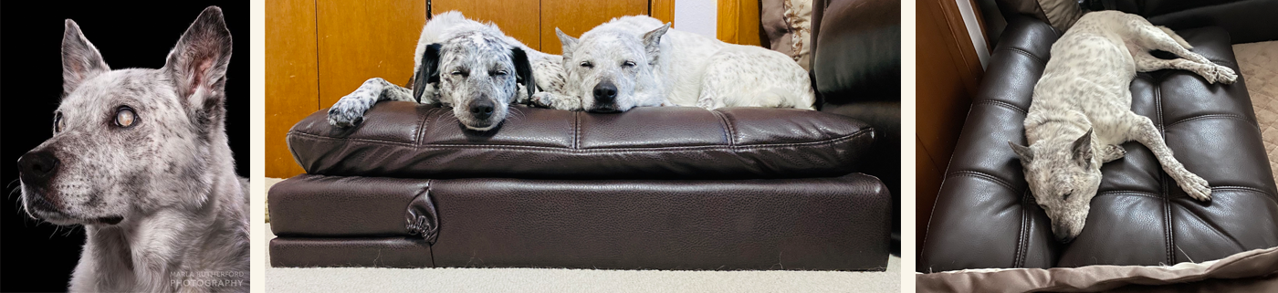 Blogger Spotlight | Blind Molly Tests Out Memory Foam Adjustable Pet Bed