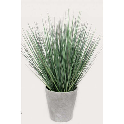 Picture of Onion Grass In White Pot