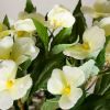 Picture of White Balsamine In Grey Pot