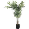 Picture of Areca Palm Tree
