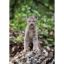 Picture of My..What Big Paws You Have