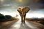 Picture of Elephant Walk Tempered Glass
