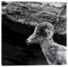 Picture of Big Horn Sheep