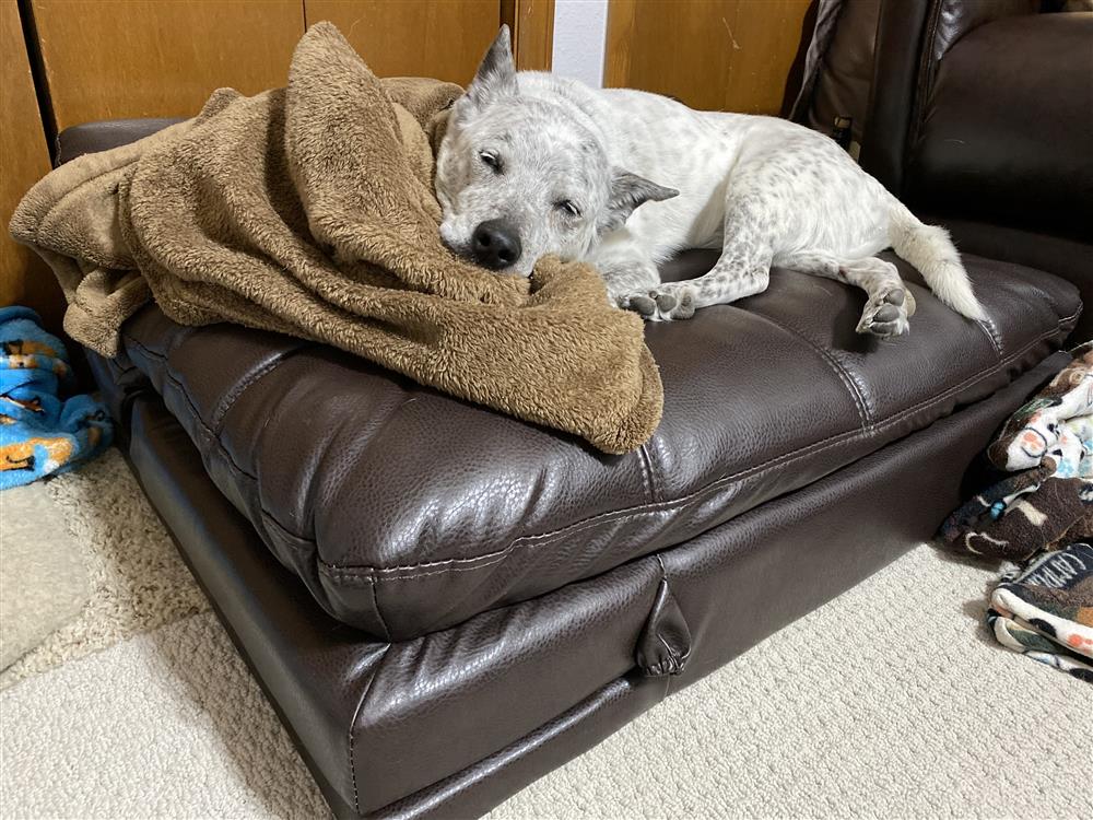 Blind Molly Pet Bed